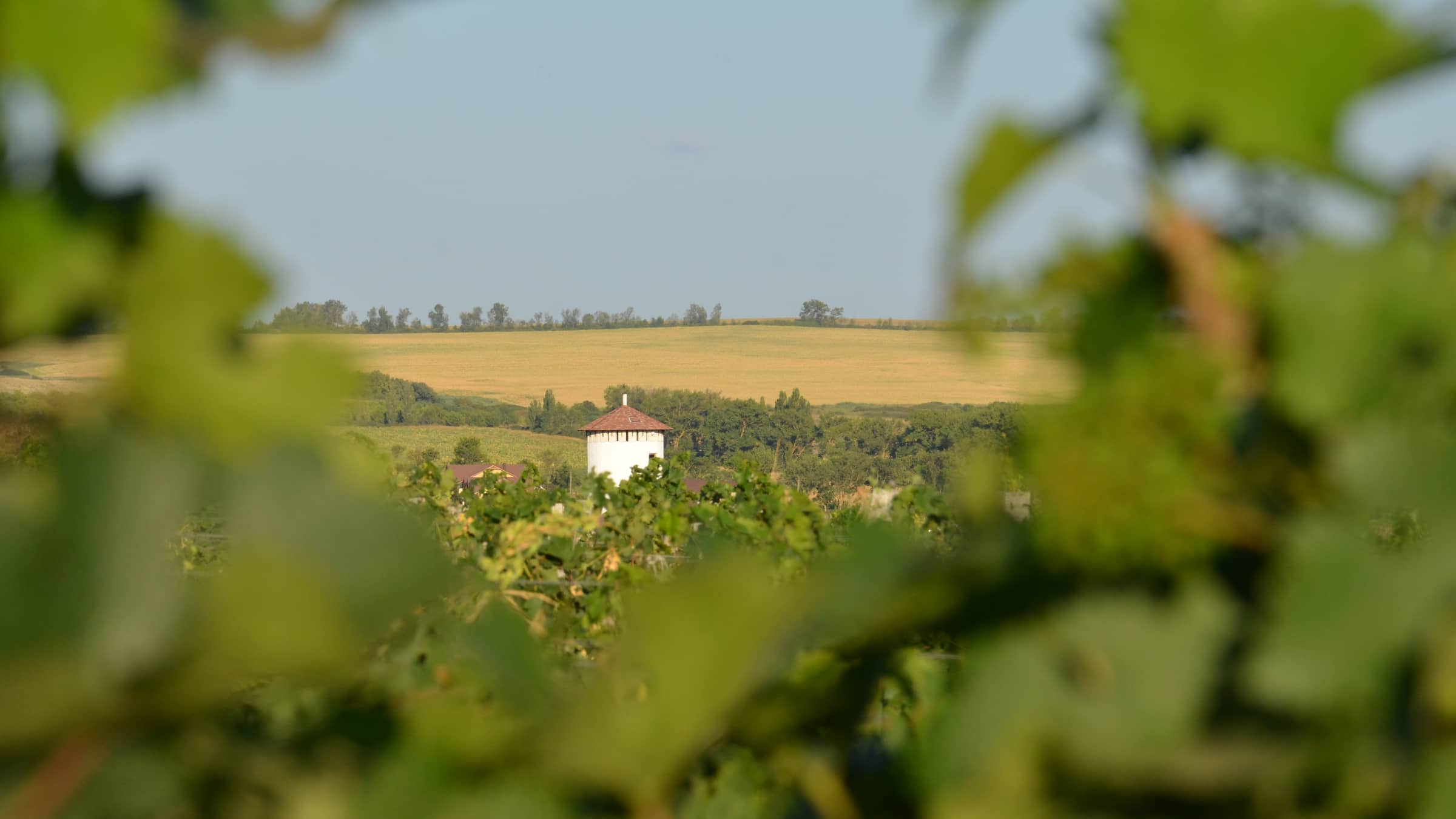 Добро пожаловать на новый сайт WineWine!